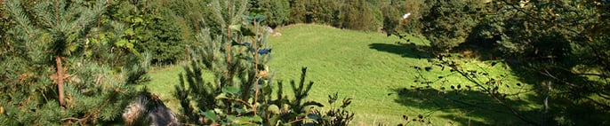 green_banner